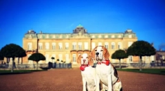 Beagle dog (foto): mare vânător, însoțitor obraznic